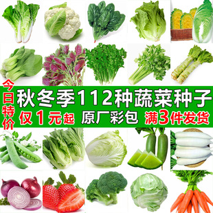 四季,蔬菜种子适合秋播种植青菜生菜香菜菠菜萝卜阳台菜籽种孑大全