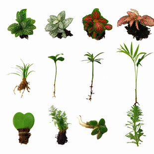 苔藓微景观DIY材料,网纹草单颗植物鲜活绿植生态缸水陆缸造景蕨类