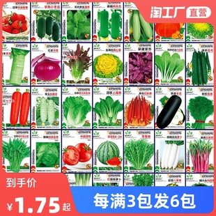 蔬菜种子四季,播种阳台农家盆栽香菜菠菜生菜韭菜小葱草莓籽孑大全
