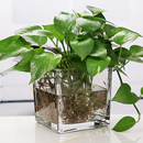 水培花盆玻璃瓶创意方缸玻璃花瓶透明绿萝铜钱草水养植物器皿容器