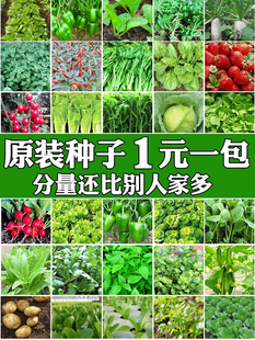 四季,蔬菜种子香菜菠菜青菜葱油麦菜白菜萝卜籽黄瓜南方生菜籽种孑