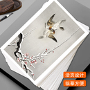 名师工笔画鸟禽篇艺术培训教学参考卡全套48幅,工笔画,国画临摹卡