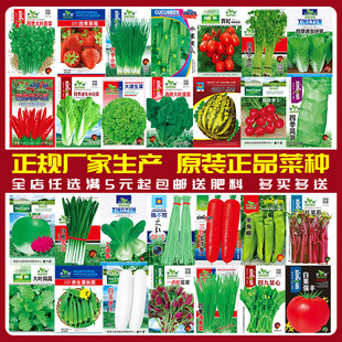 蔬菜种子四季,播盆栽阳台庭院香菜生菜菠菜萝卜葱简单易种籽孑大全